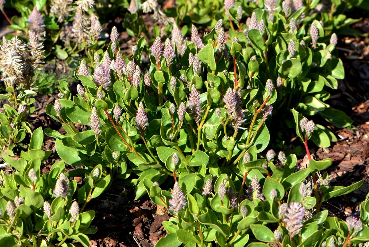 Image of Ptilotus exaltatus specimen.