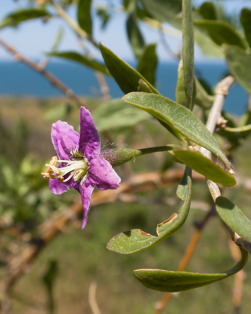 Изображение особи Lycium barbarum.