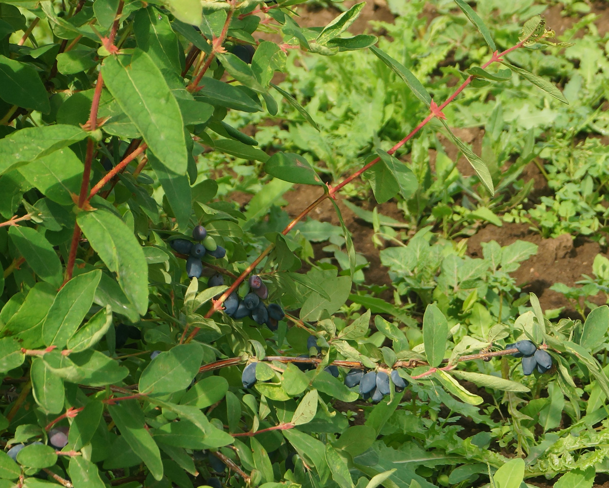 Image of Lonicera edulis specimen.