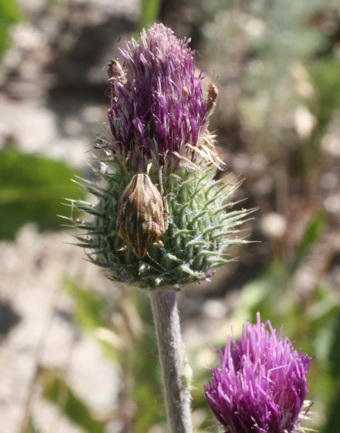 Image of Carduus hystrix specimen.