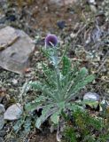 Echinops humilis. Расцветающее растение. Алтай, Кош-Агачский р-н, устье р. Тыдтугем, сухой склон. 01.07.2021.