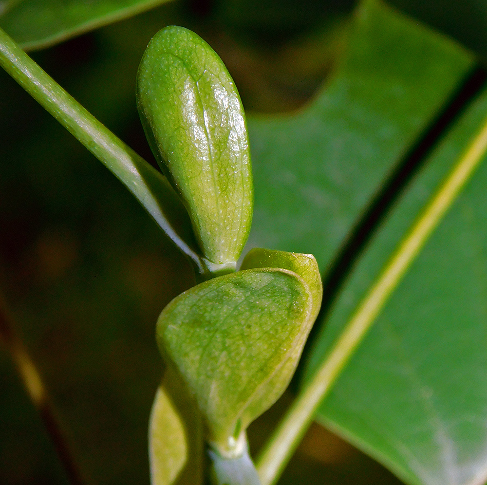 Image of Liriodendron tulipifera specimen.