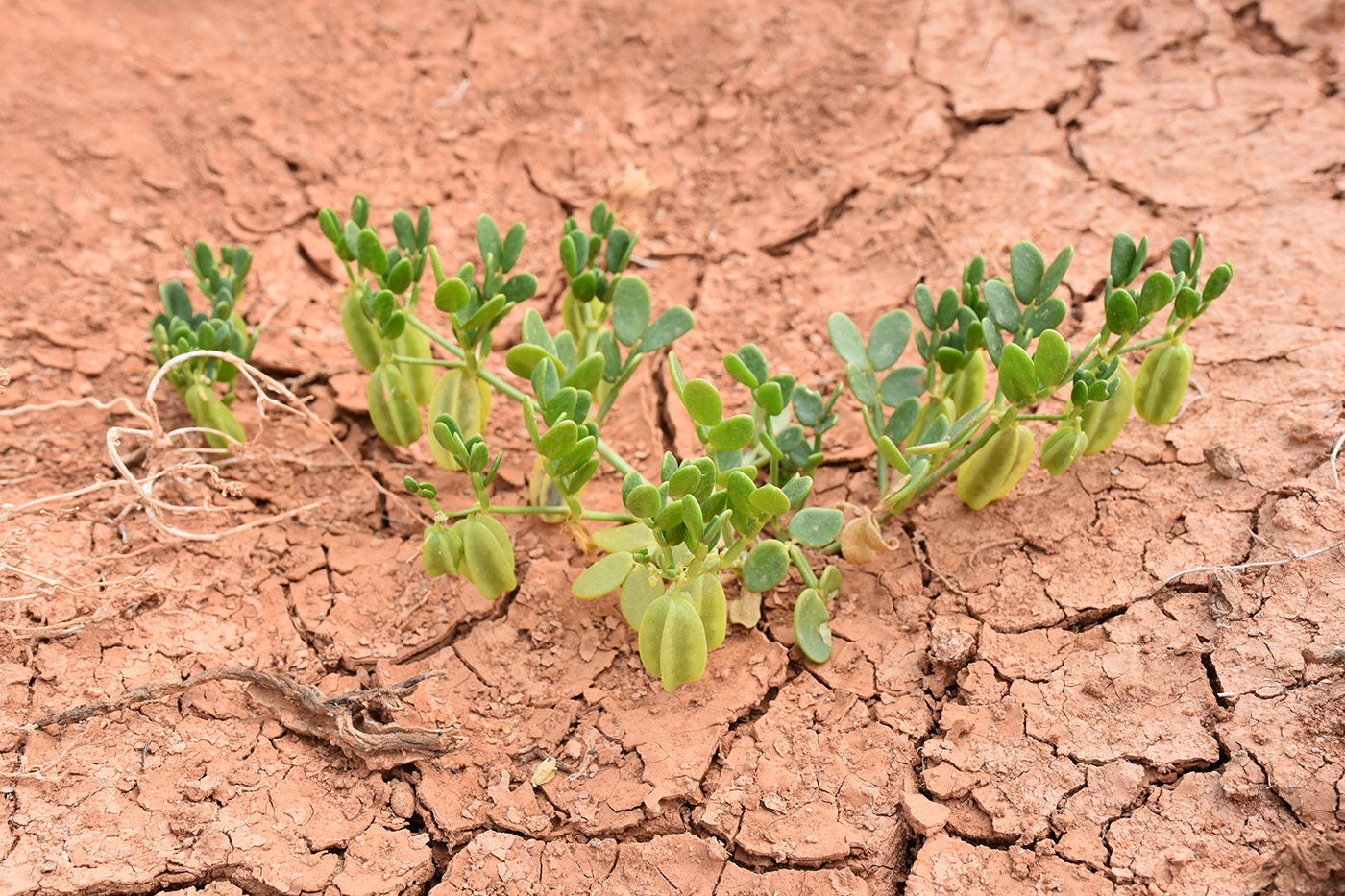 Изображение особи Zygophyllum lehmannianum.