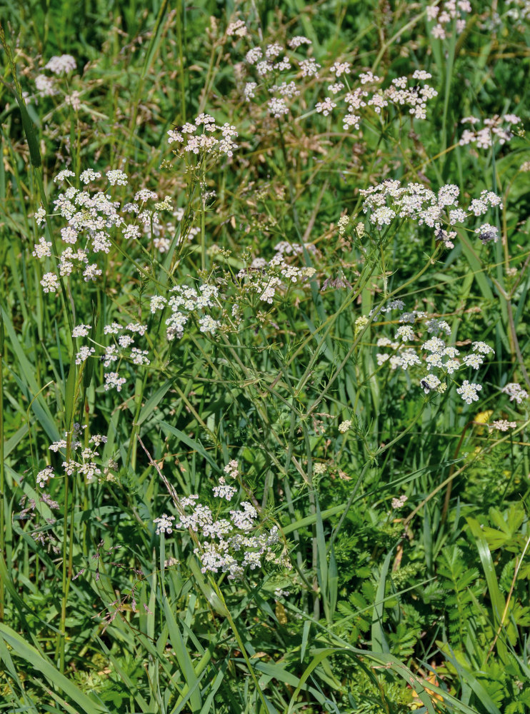 Изображение особи семейство Apiaceae.