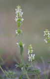 Stachys atherocalyx. Верхушки побегов цветущего растения. Республика Северная Осетия-Алания, Ирафский р-н, Большой Кавказ, Гуларский хр., правый склон ущелья р. Гулардон в р-не ведущей на перевал Гуларвцек старой геологической дороги, ≈ 2360 м н.у.м., каменистый склон. 07.07.2021.