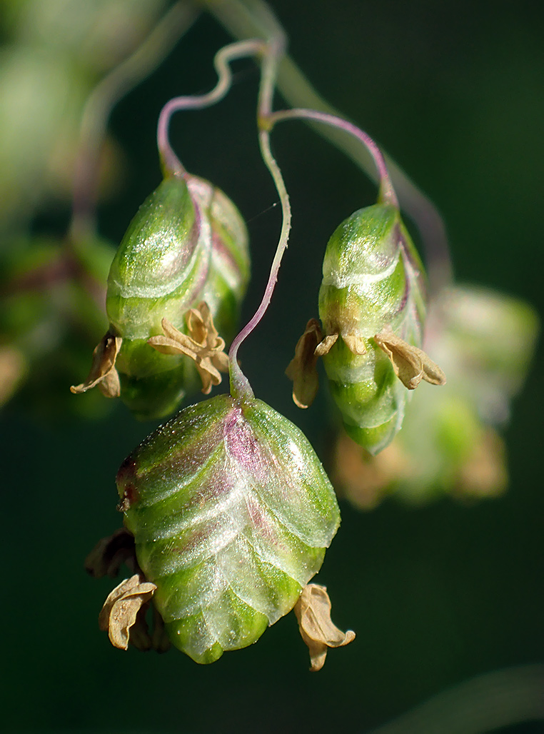 Image of Briza media specimen.