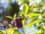 Callicarpa japonica. Верхушка побега с соплодием. Абхазия, г. Сухум, Сухумский ботанический сад, в культуре. 14.05.2021.