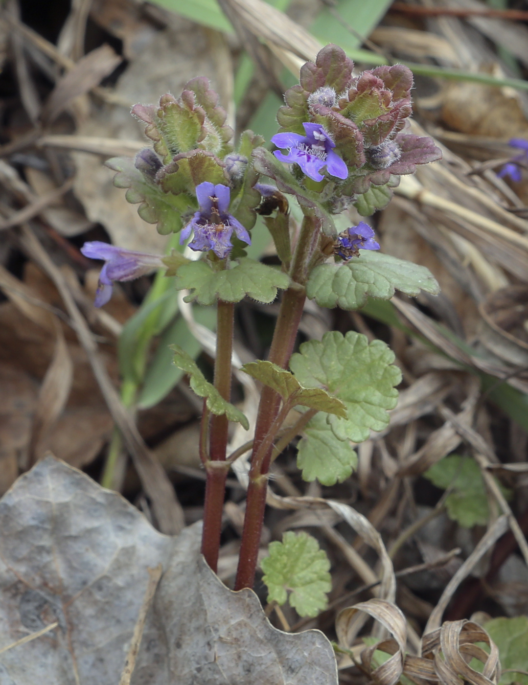 Image of Glechoma hederacea specimen.