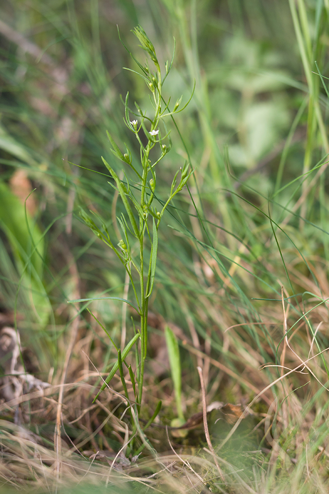 Image of Thesium ramosum specimen.