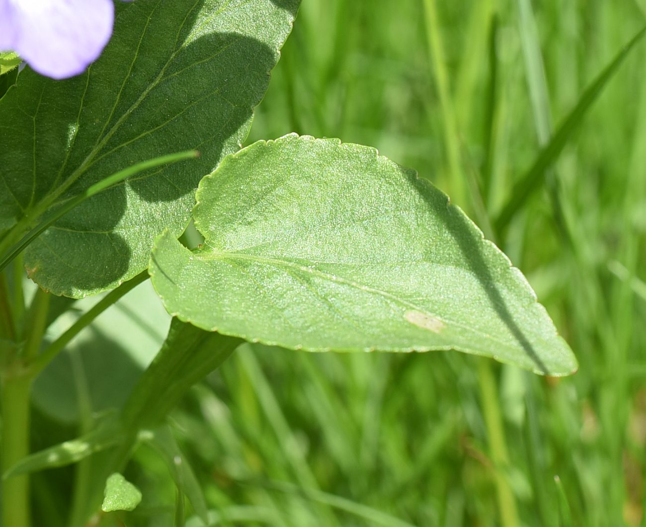 Image of Viola canina specimen.