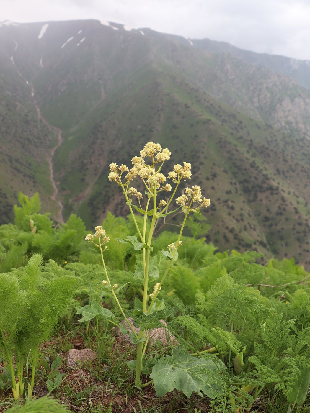 Изображение особи Megacarpaea orbiculata.