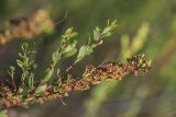 Spiraea hypericifolia. Верхушка веточки с плодами. Ростовская обл., Белокалитвинский р-н, окр. хут. Какичев, степной склон. 28.05.2022.