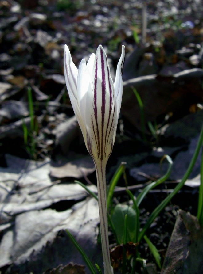 Image of Crocus reticulatus specimen.