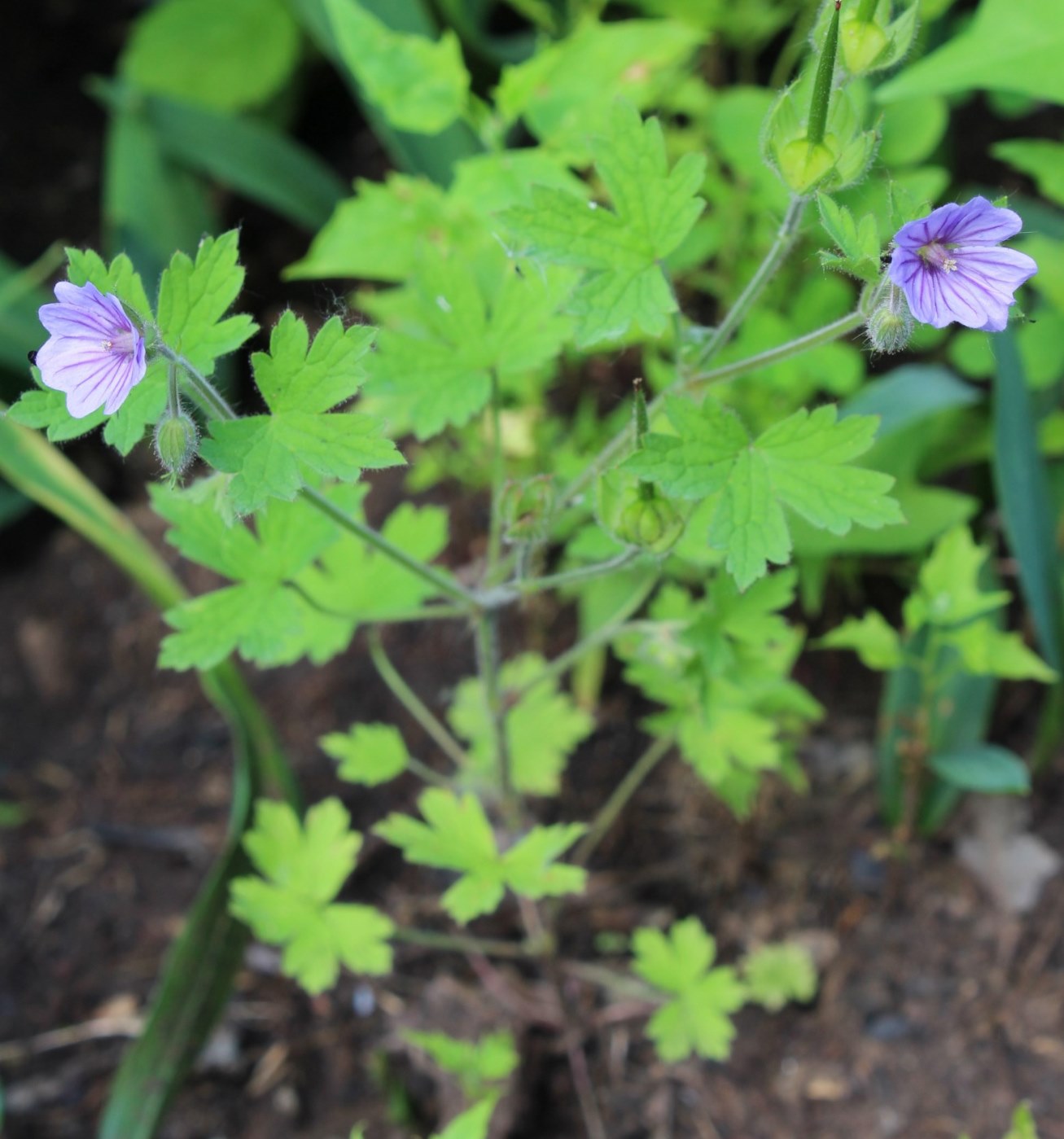 Image of Geranium bohemicum specimen.