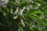 Salix cinerea. Побег с соплодиями. Республика Ингушетия, Джейрахский р-н, окр. ур. Ний, выс. 1780 м н.у.м., берег ручья Тхабахро. 19 июня 2022 г.