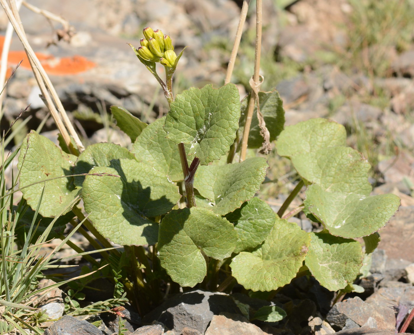 Изображение особи Ligularia thomsonii.