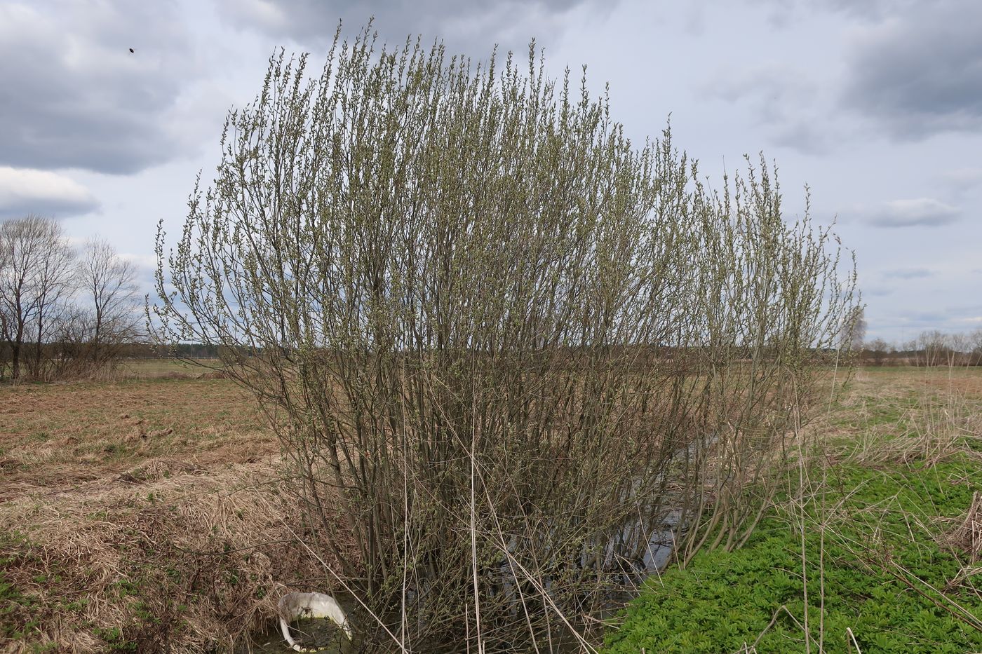 Image of Salix cinerea specimen.