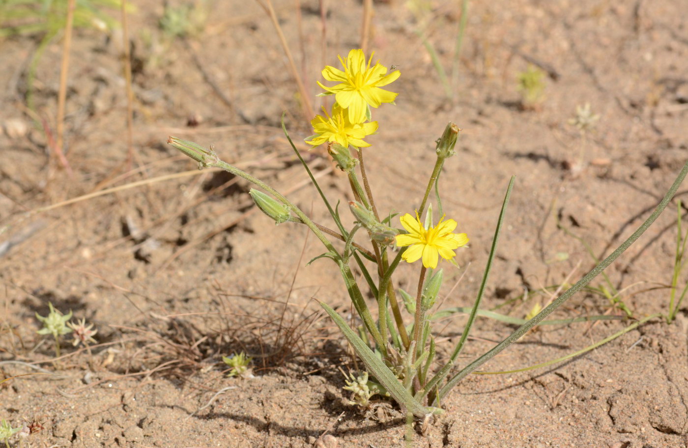 Image of genus Scorzonera specimen.