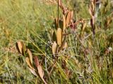 Chamaedaphne calyculata. Верхушка растения с соплодиями. Калужская обл., Спас-Деменский р-н, Большое Игнатовское болото, северо-западный сектор, 400 м от края леса, мезотрофное кустарничково-осоковое(?) болото с берёзой (Betula pubescens). 09.09.2022.