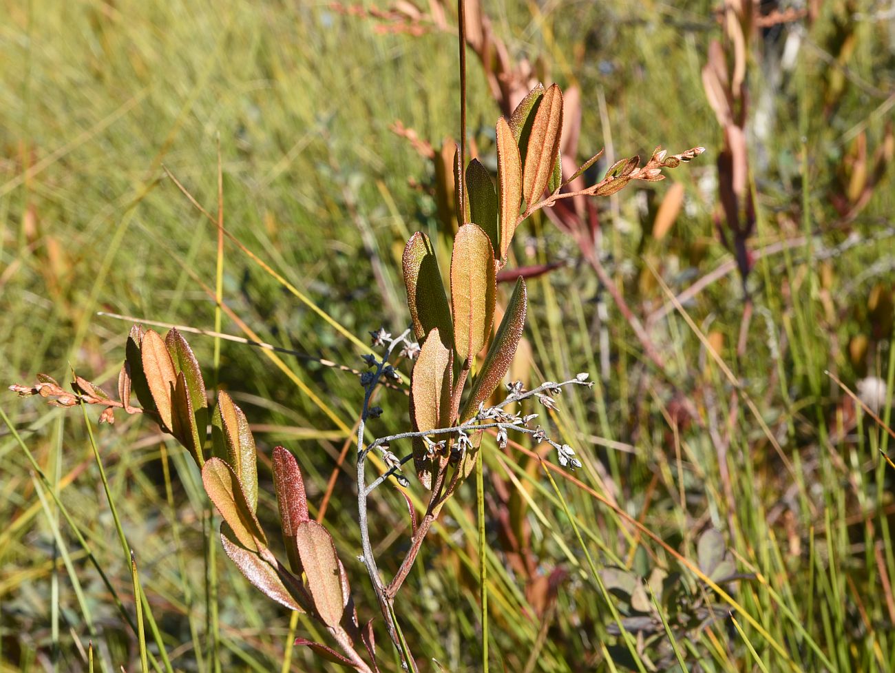 Изображение особи Chamaedaphne calyculata.