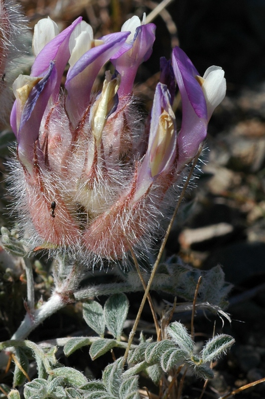 Изображение особи Astragalus chaetodon.