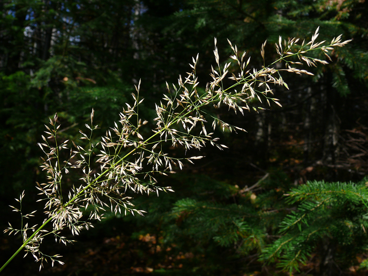 Image of Calamagrostis obtusata specimen.