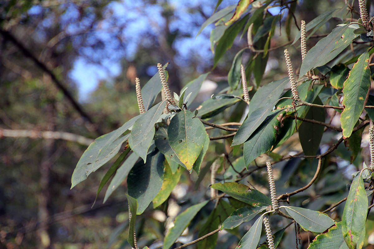 Изображение особи род Lithocarpus.