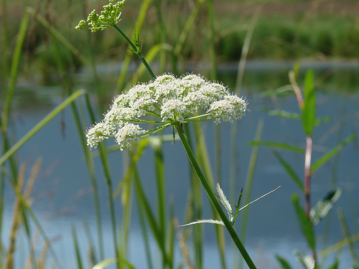 Image of Sium suave specimen.