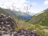 genus Festuca. Цветущее растение. Карачаево-Черкесия, Урупский р-н, Кавказский биосферный заповедник, Имеретинские озёра, дол. оз. Тихое, 2622 м н.у.м., на скале. 29.07.2022.