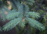 genus Picea. Верхушка веточки. Ярославская обл., г. Переславль-Залесский, дендрологический парк им. С. Ф. Харитонова, в культуре. 12.06.2022.