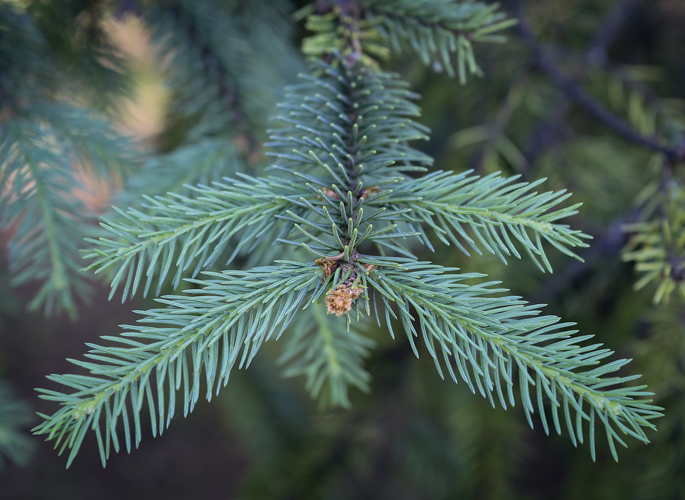 Image of genus Picea specimen.