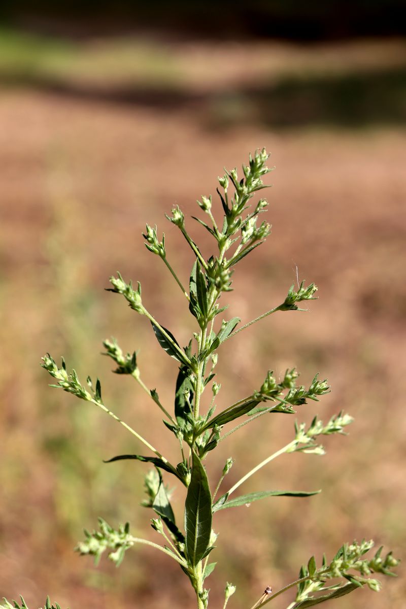 Изображение особи Axyris amaranthoides.