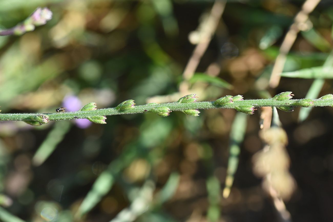 Image of Verbena officinalis specimen.