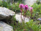 Pedicularis nordmanniana