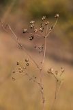 Apiaceae