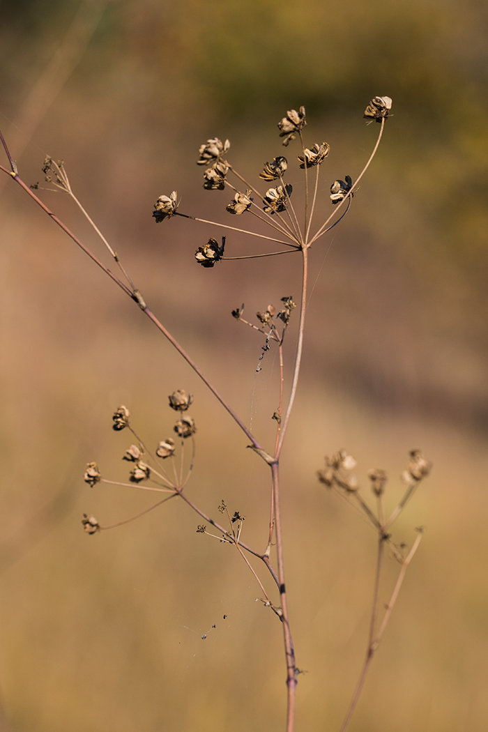 Image of familia Apiaceae specimen.