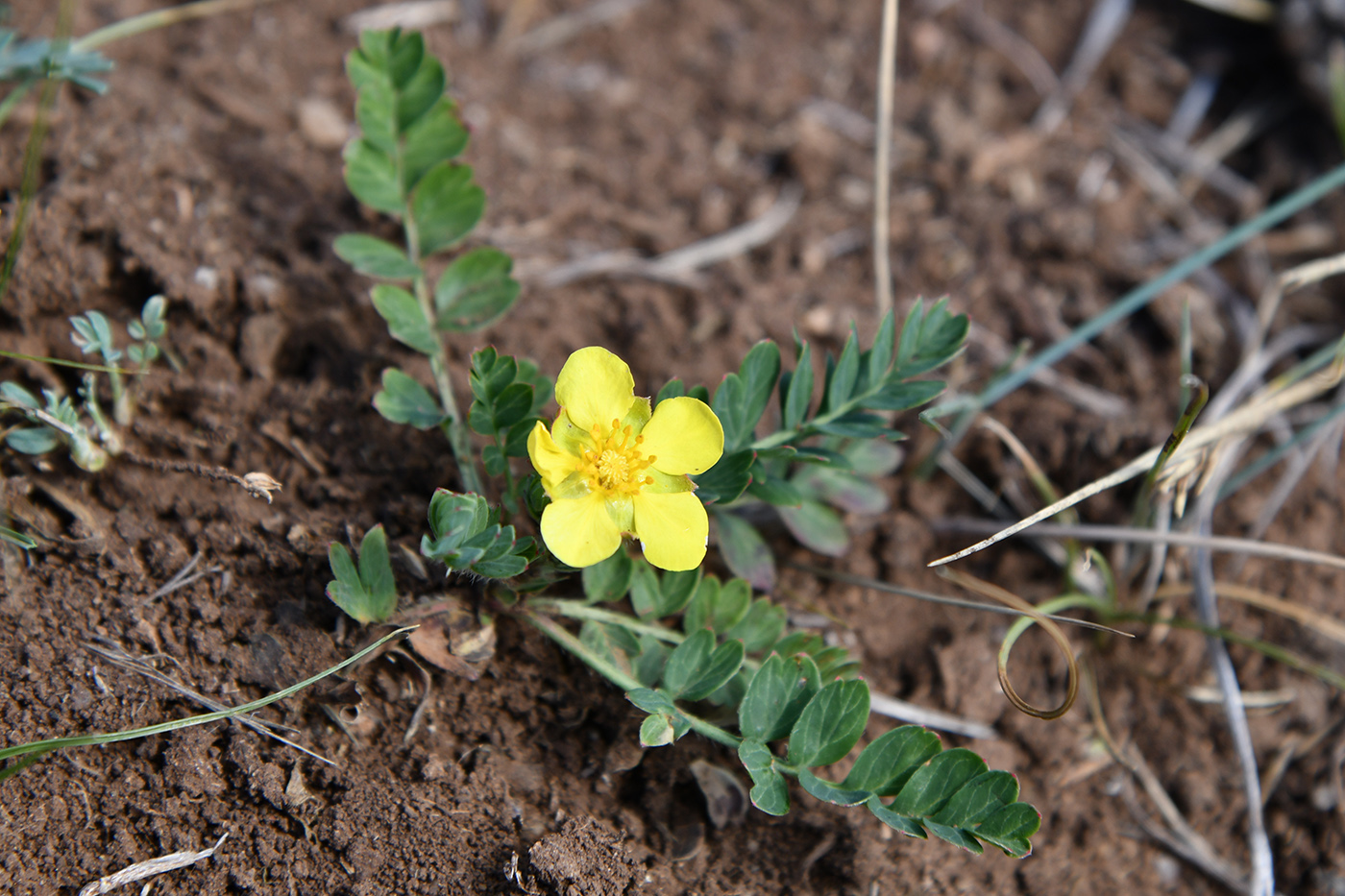 Image of Potentilla bifurca specimen.