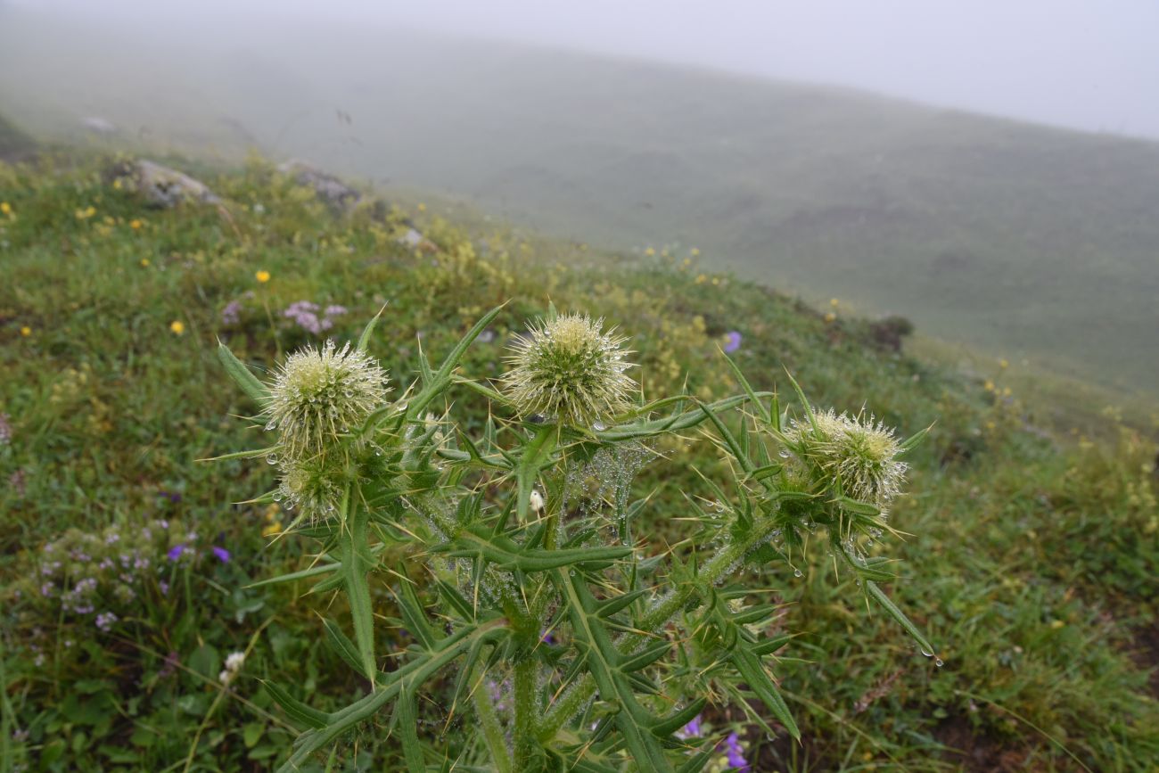 Image of genus Cirsium specimen.