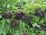 Sambucus nigra. Плодоносящие ветви. Беларусь, Гродненская обл., г. Новогрудок, старое Католическое кладбище, прогнивший пень клёна остролистного (Acer platanoides). 06.09.2021.