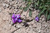 Oxytropis lapponica