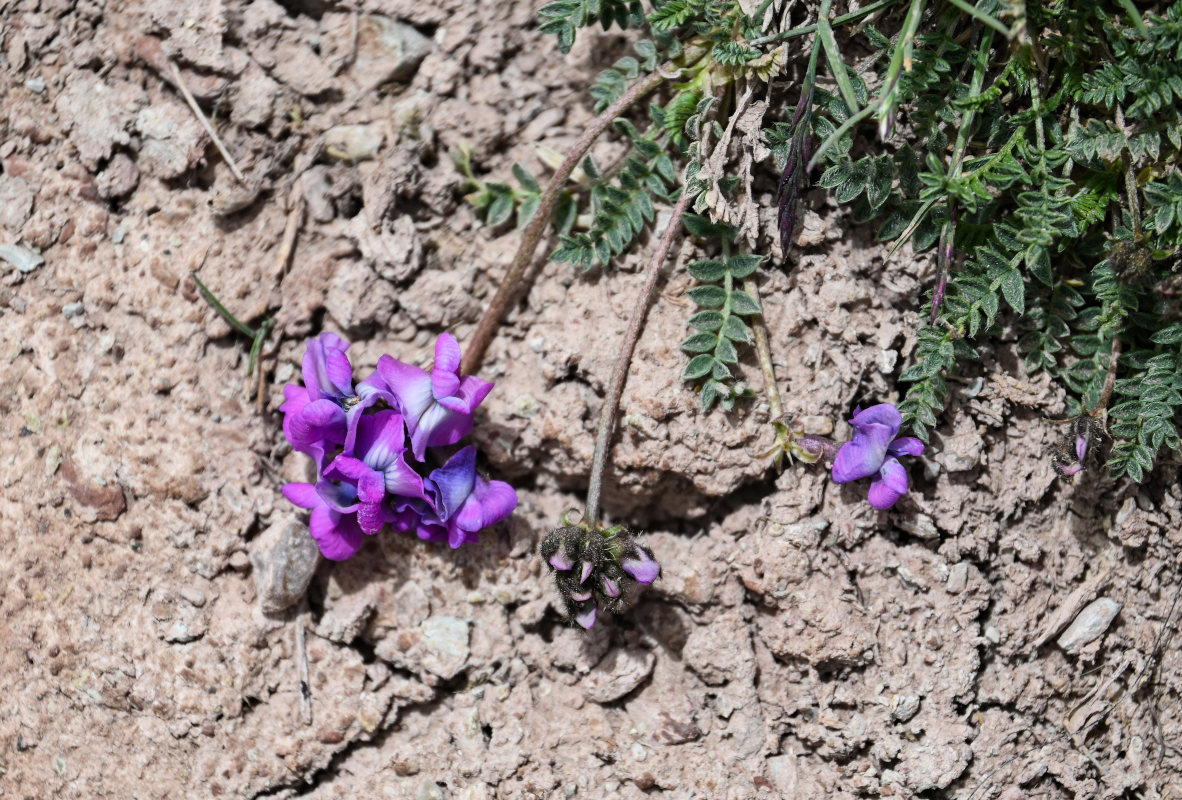 Изображение особи Oxytropis lapponica.