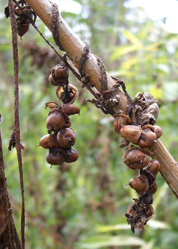 Image of Cuscuta lupuliformis specimen.