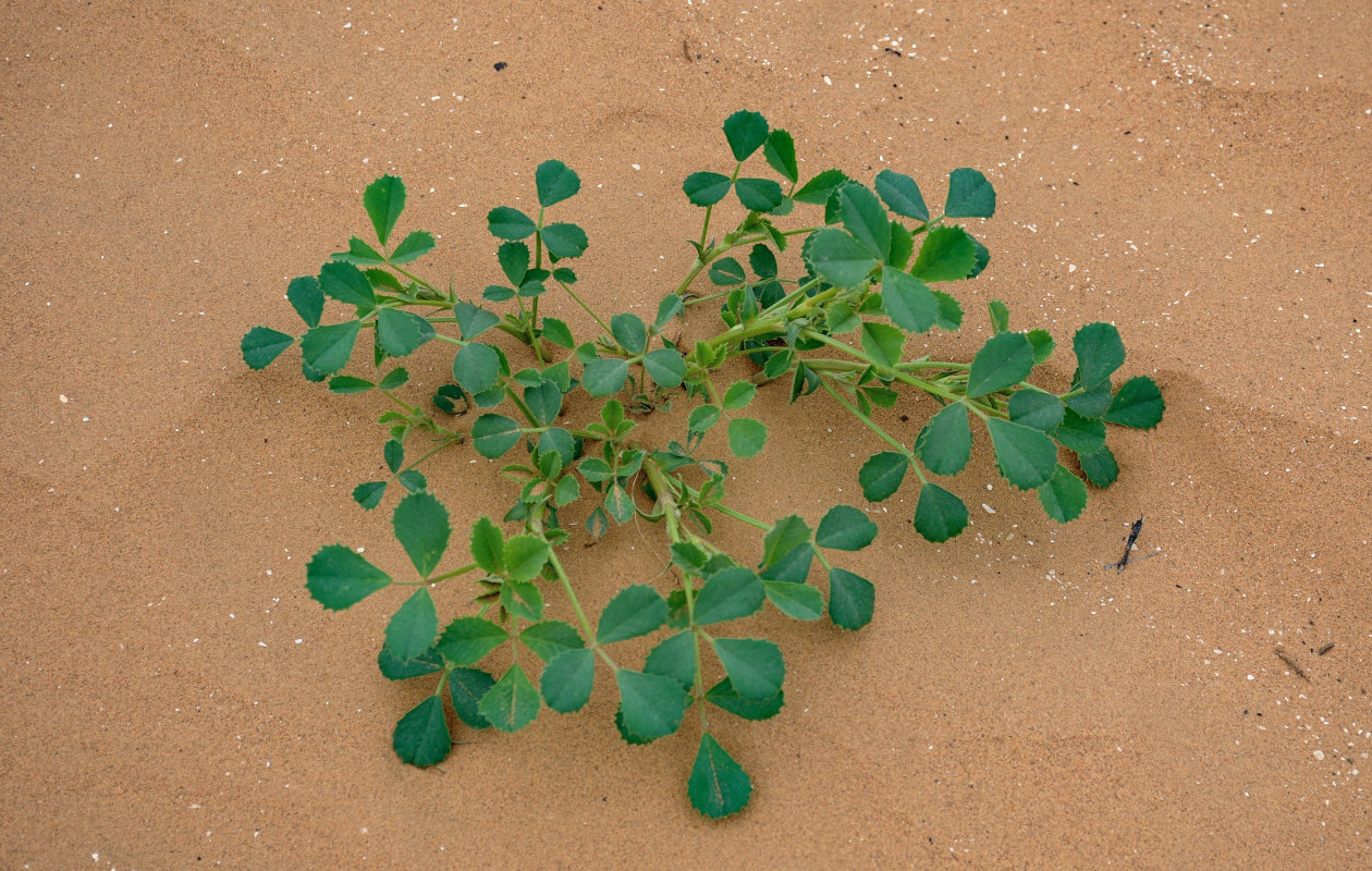 Изображение особи род Melilotus.