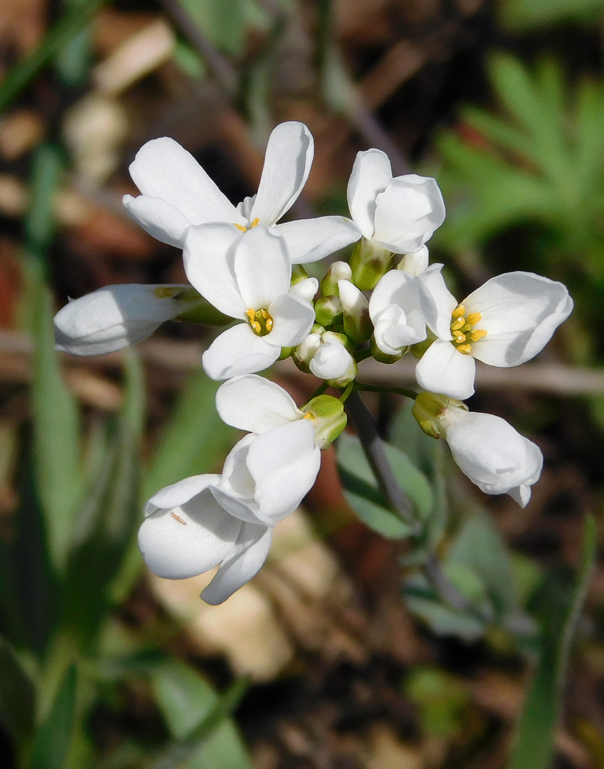 Image of Noccaea macrantha specimen.