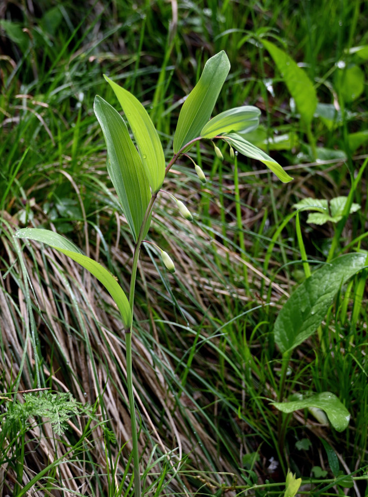 Изображение особи Polygonatum odoratum.