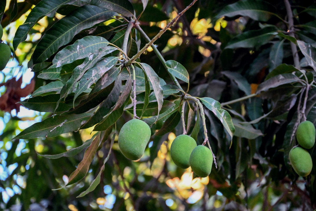 Image of Mangifera indica  specimen.