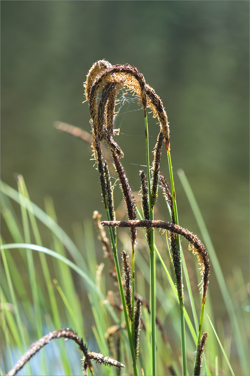 Изображение особи Carex elata.