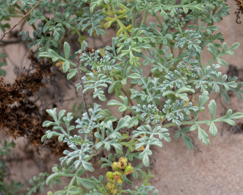 Image of Ambrosia chamissonis specimen.
