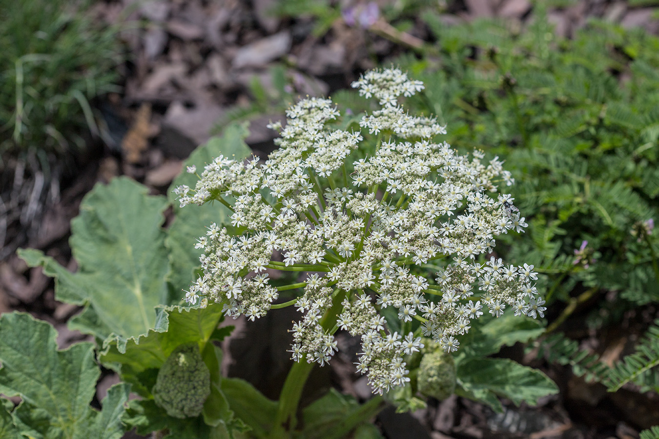 Изображение особи Heracleum leskovii.