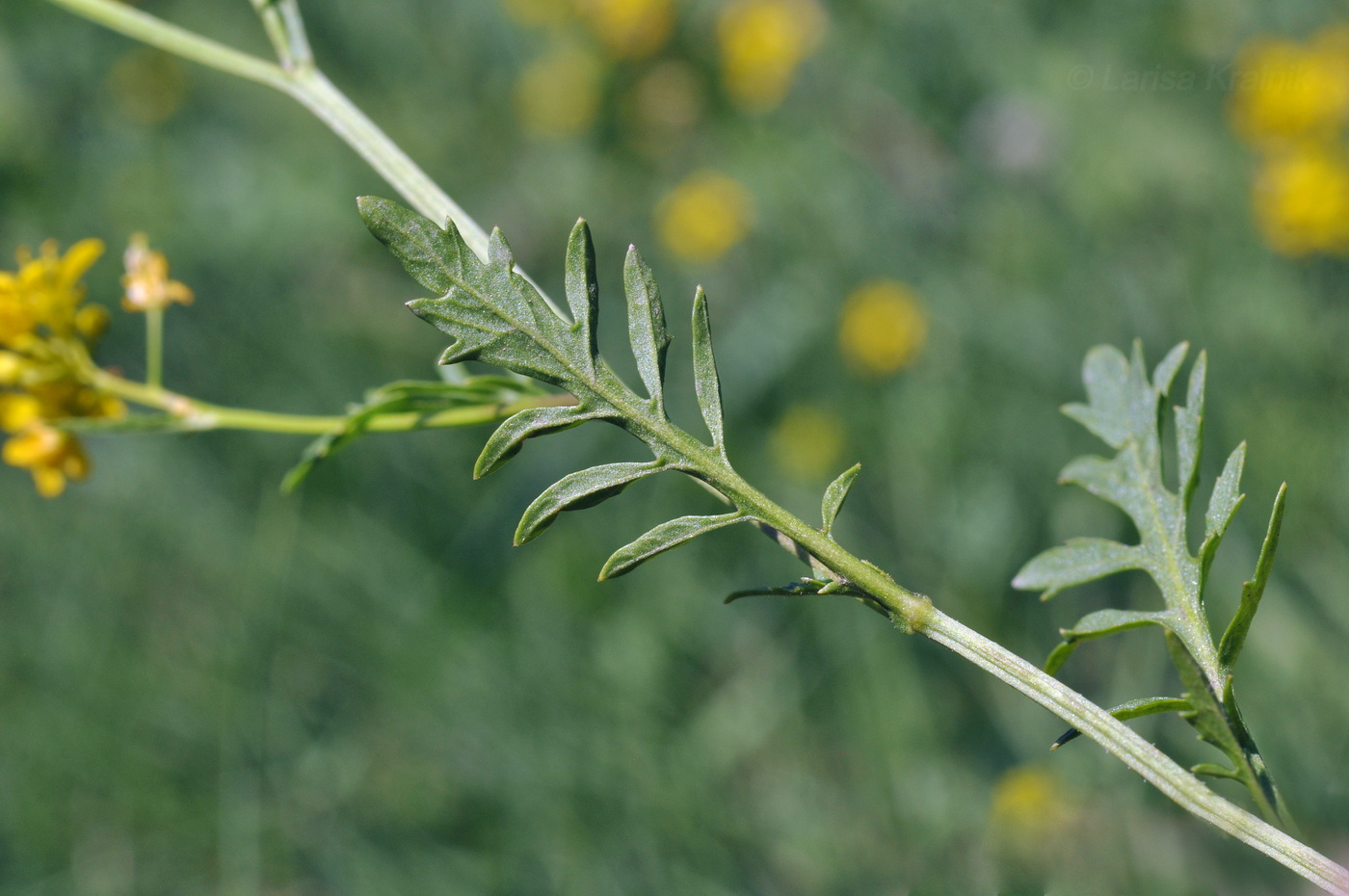 Изображение особи Rorippa sylvestris.